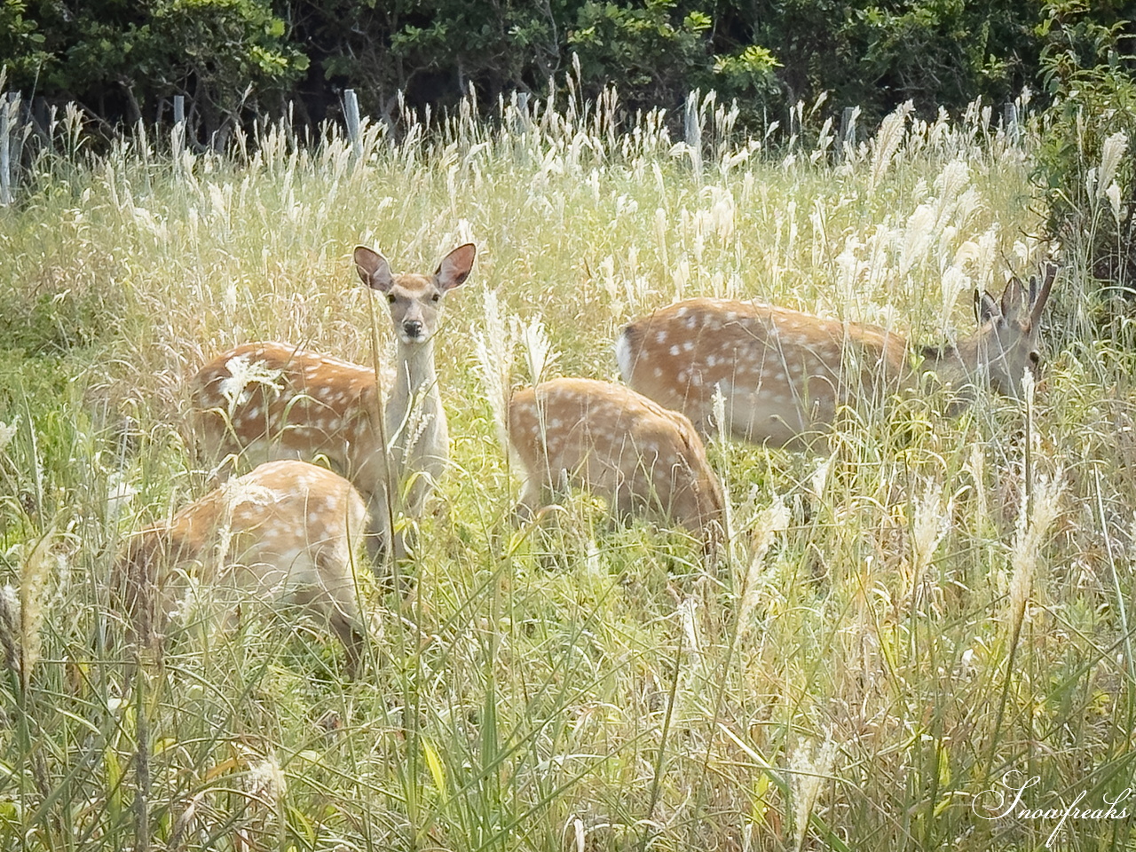 これぞ、北海道！サロマ湖とオホーツク海を望みながら『ワッカ原生花園』をのんびりサイクリング(^^)/
